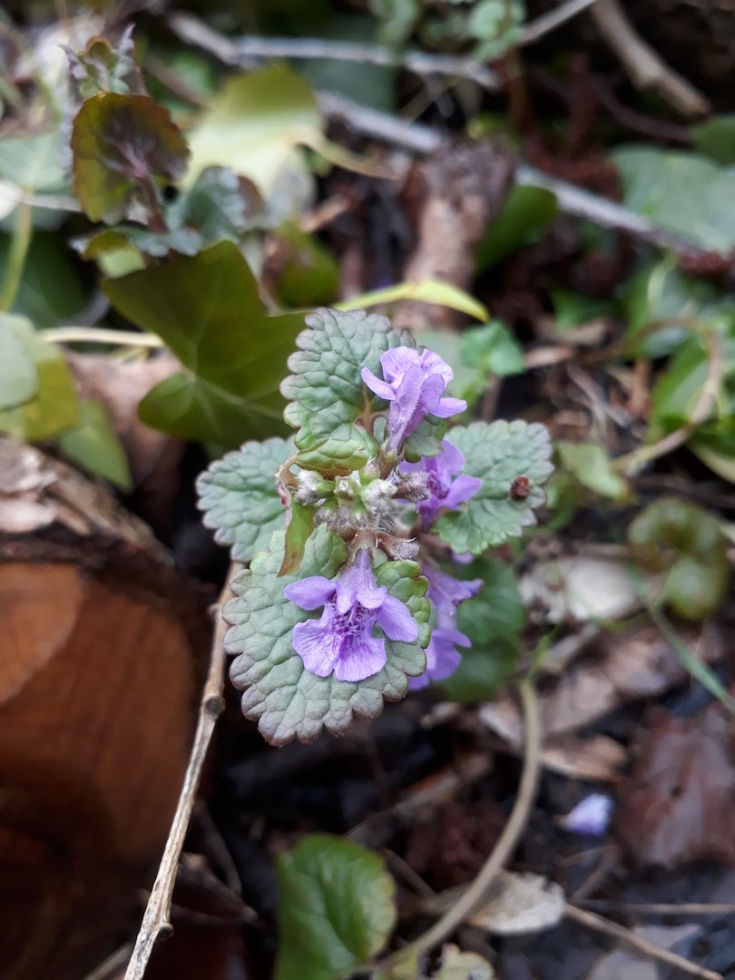 Annexe 20180329_175333.jpg