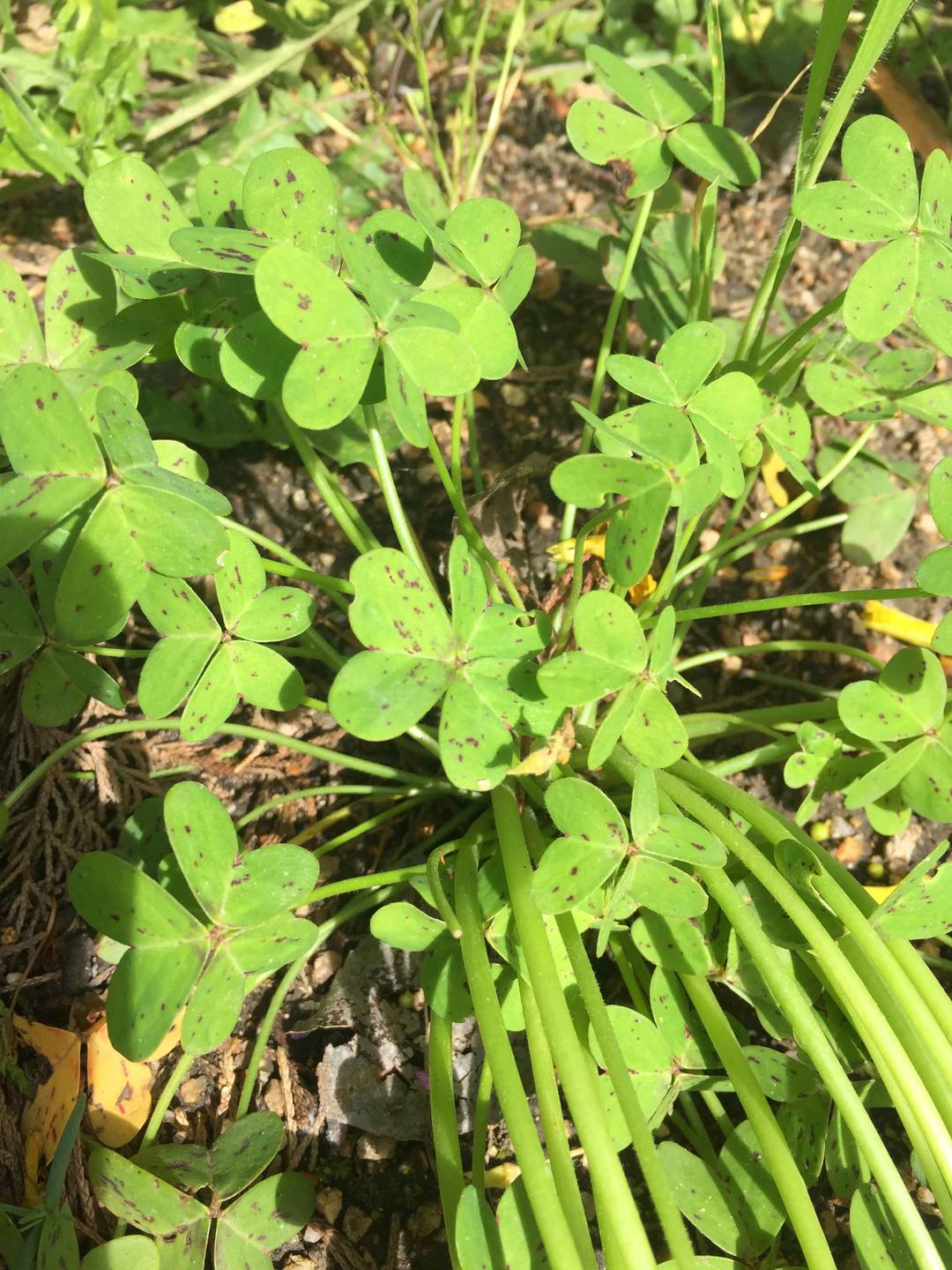 Annexe observer_oxalys_feuille_2.jpg