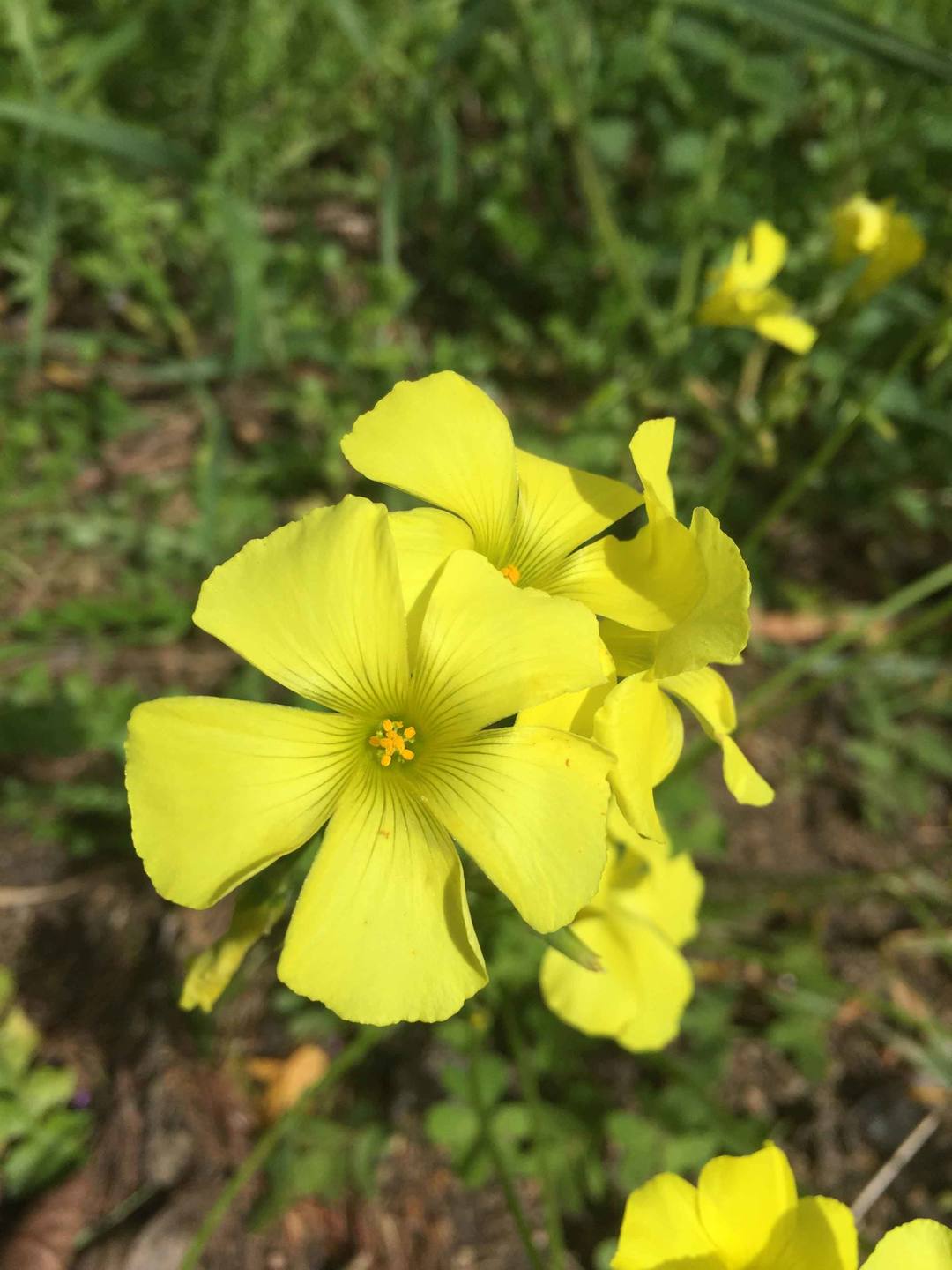 Annexe observer_oxalys_fleur_2.jpg