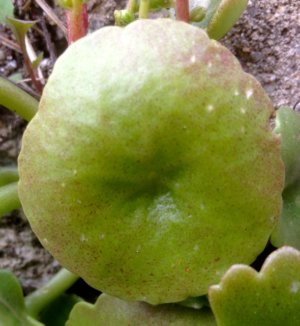 Annexe Umbilicus rupestris feuille.jpg