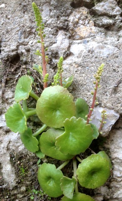 Annexe Umbilicus rupestris.jpg