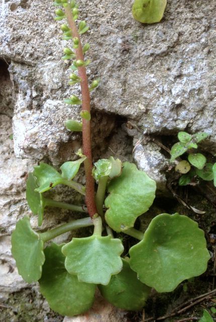 Annexe Umbilicus rupestris implantation.jpg