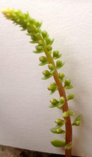 Annexe Umbilicus rupestris inflorescence 2.jpg