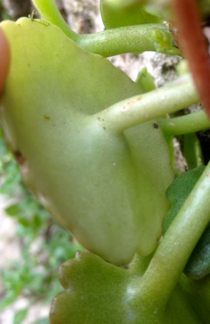 Annexe Umbilicus rupestris feuille 2.jpg