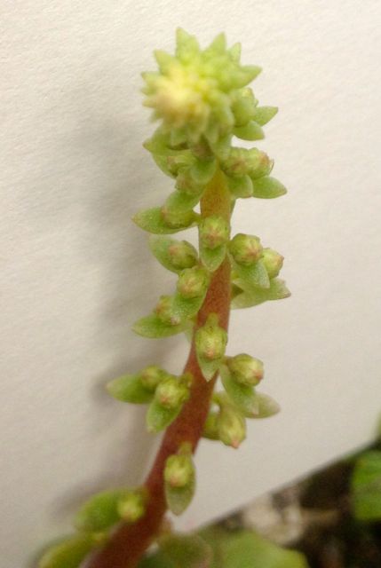 Annexe Umbilicus rupestris inflorescence 2.jpg