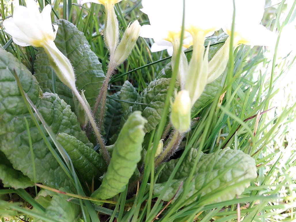 Annexe 20180329_135749.jpg