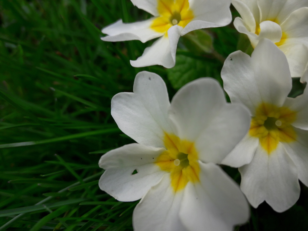 Annexe 20180329_135854-copy-1.jpg