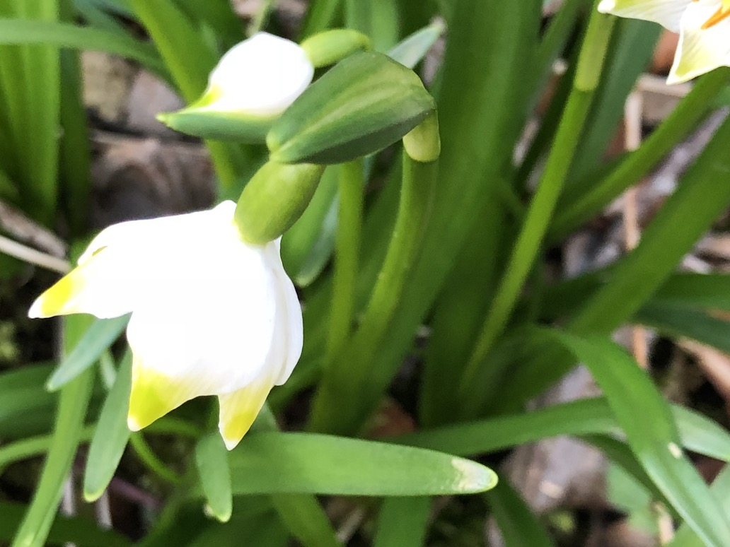 Annexe Leucojum vernum 2.jpg