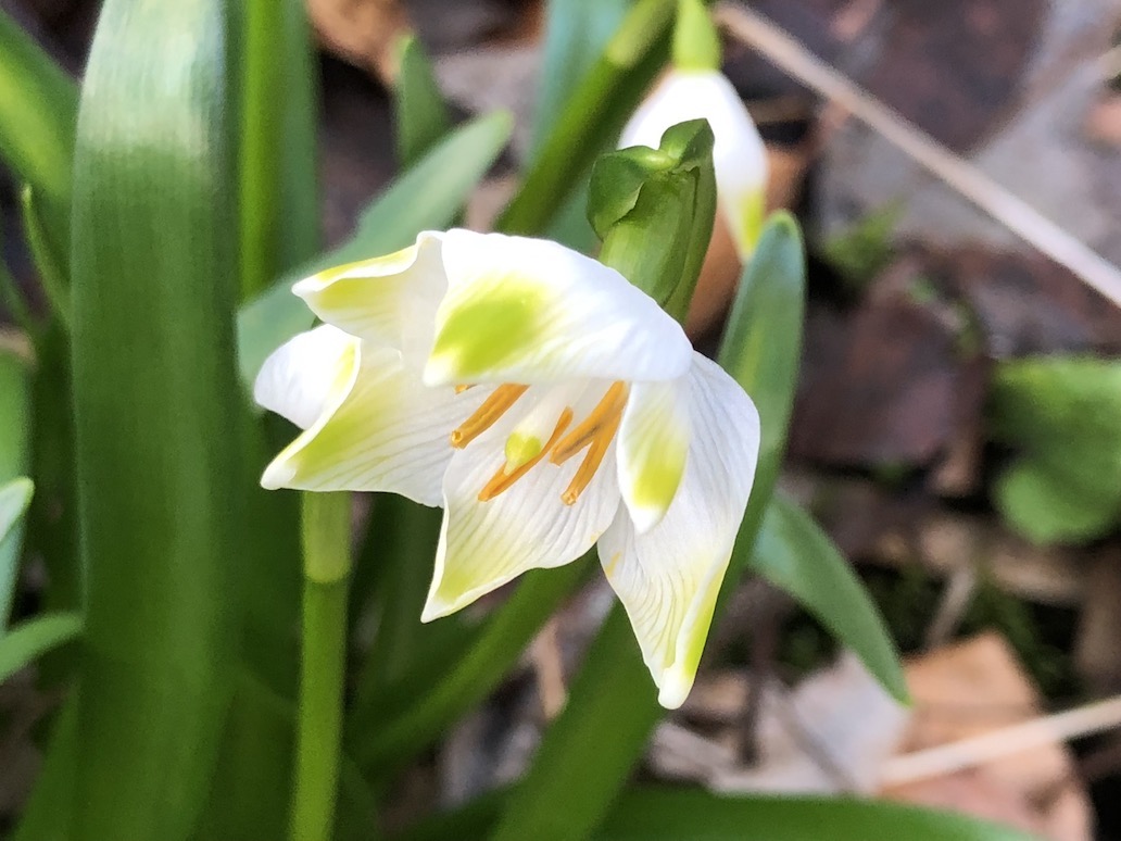 Annexe Leucojum vernum 3.jpg