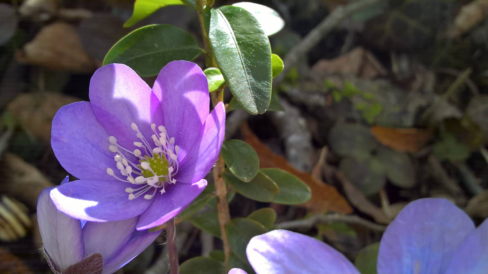 Annexe corolle 2.jpg