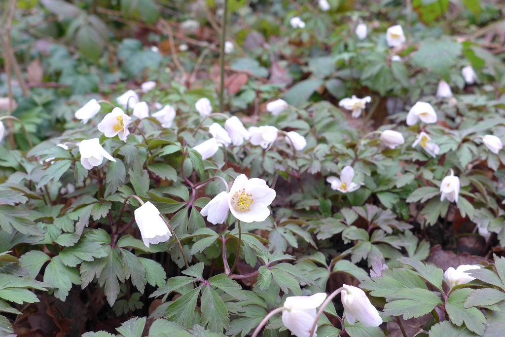 Annexe anémone sylvie.JPG