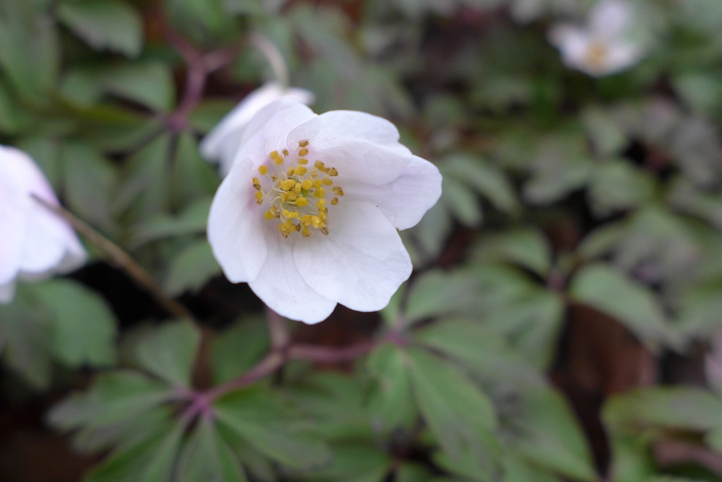 Annexe fleur face.JPG