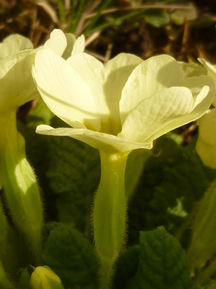 Annexe P1020872 mini.jpg