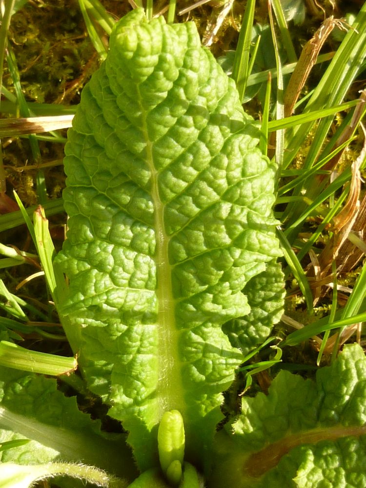 Annexe P1020875 mini.jpg