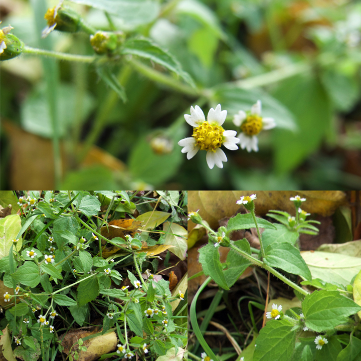 Annexe Galinsoga quadriradiata.jpg