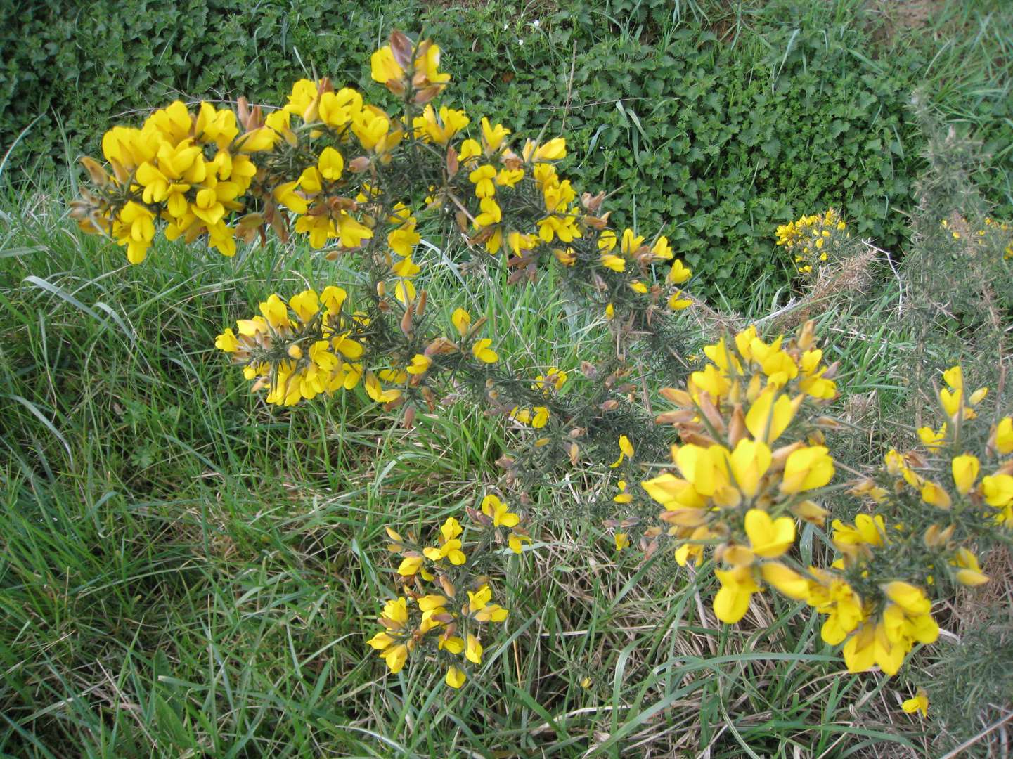 Annexe Ulex europæus - 01.jpg