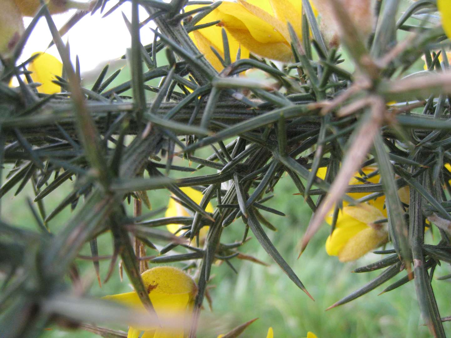 Annexe Ulex europæus - 05.jpg
