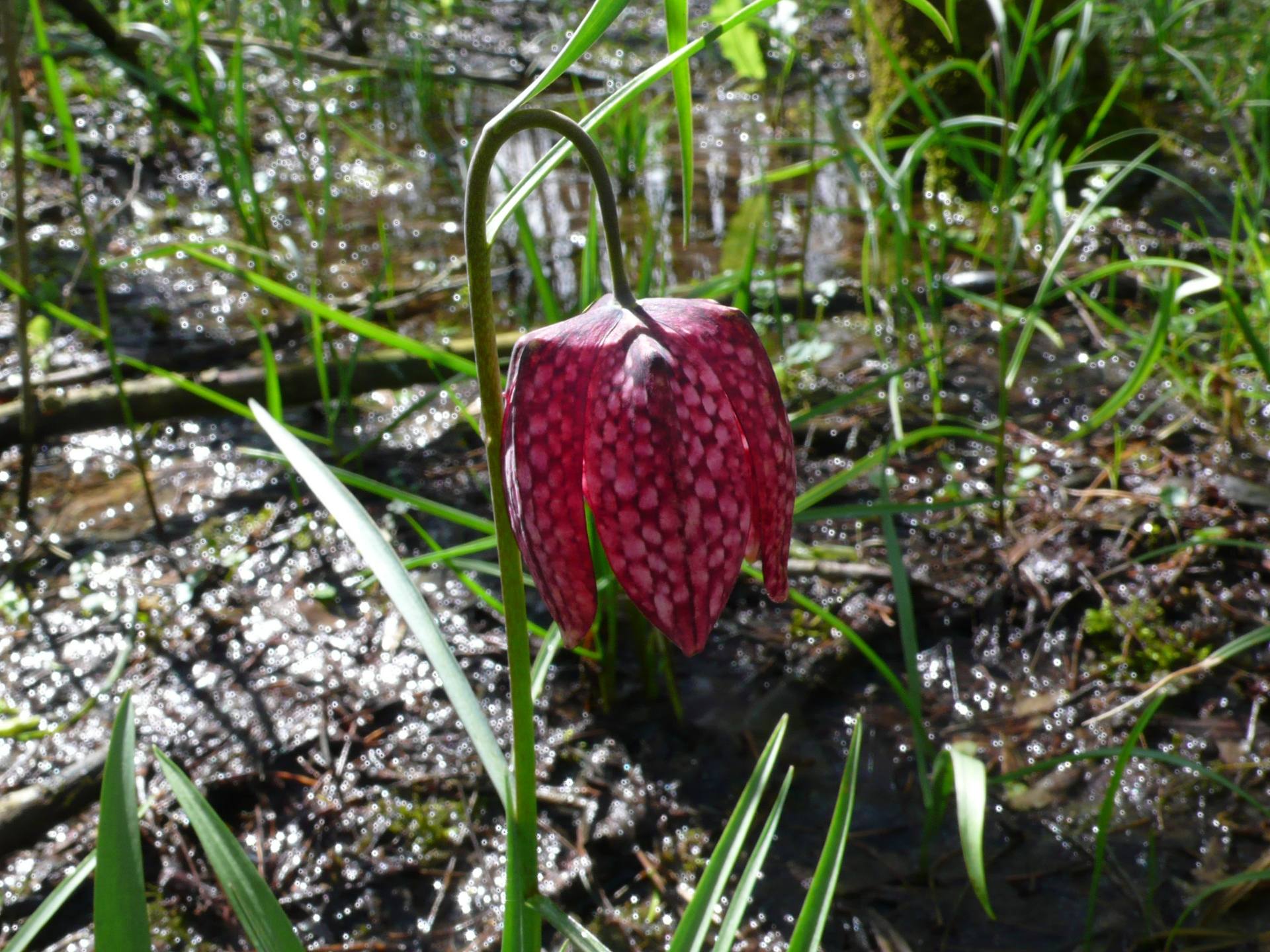 Annexe FritillairePintadeBois.JPG