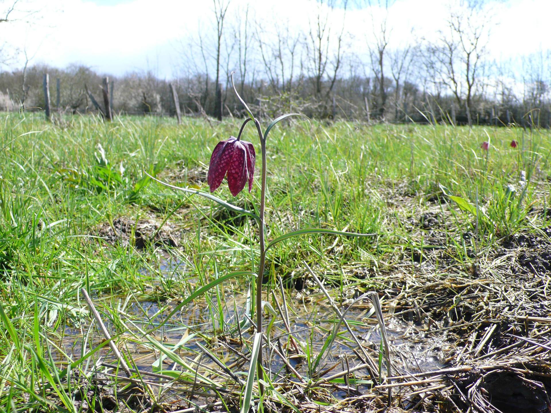 Annexe FritillairePintadeGlobal.JPG