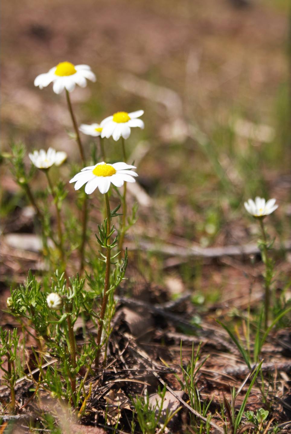 Annexe asteraceae-1-ConvertImage.jpg
