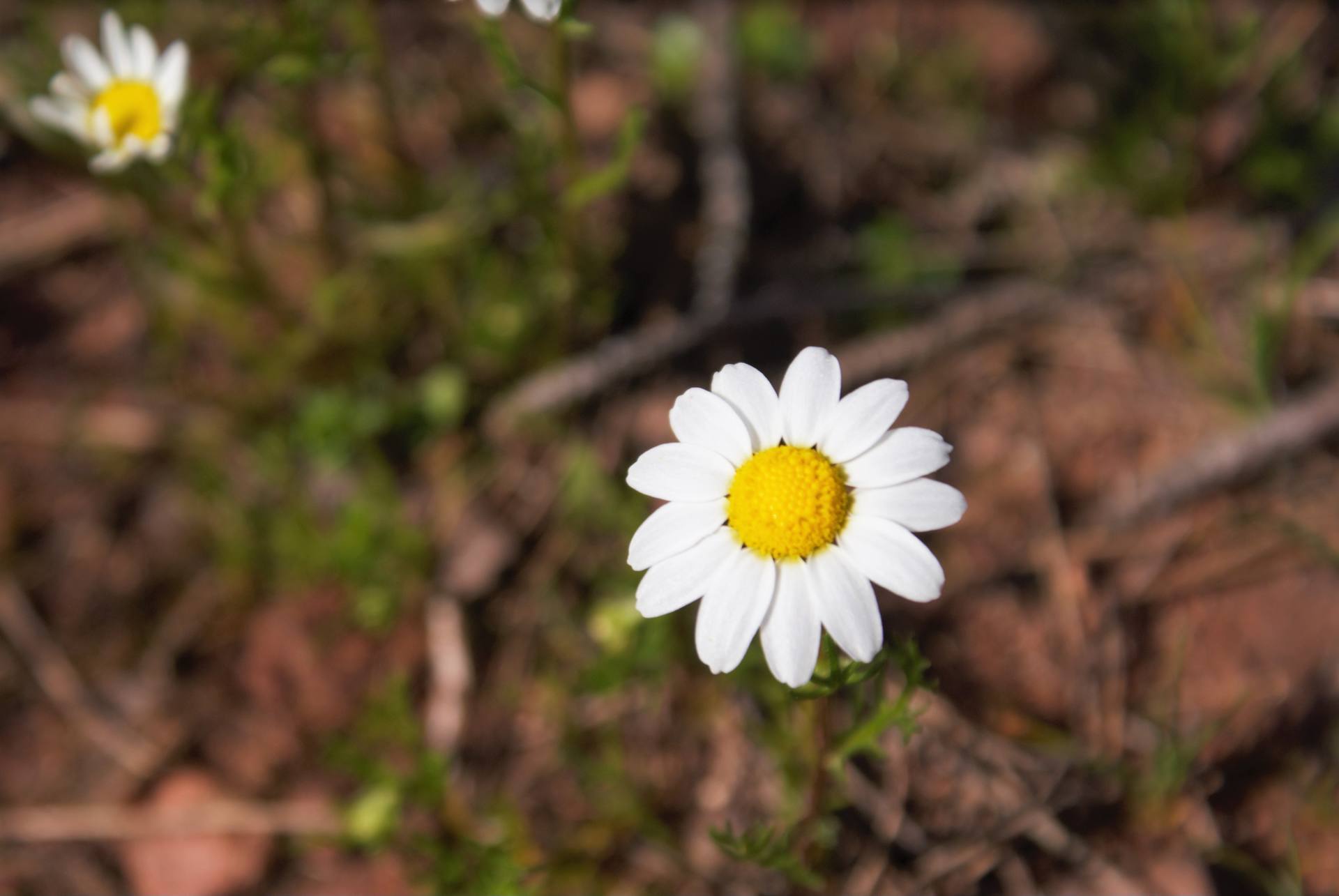 Annexe asteraceae-2-ConvertImage.jpg