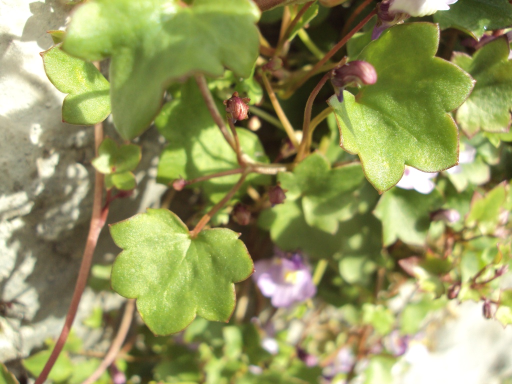 Annexe DSC01042 compressé.jpg