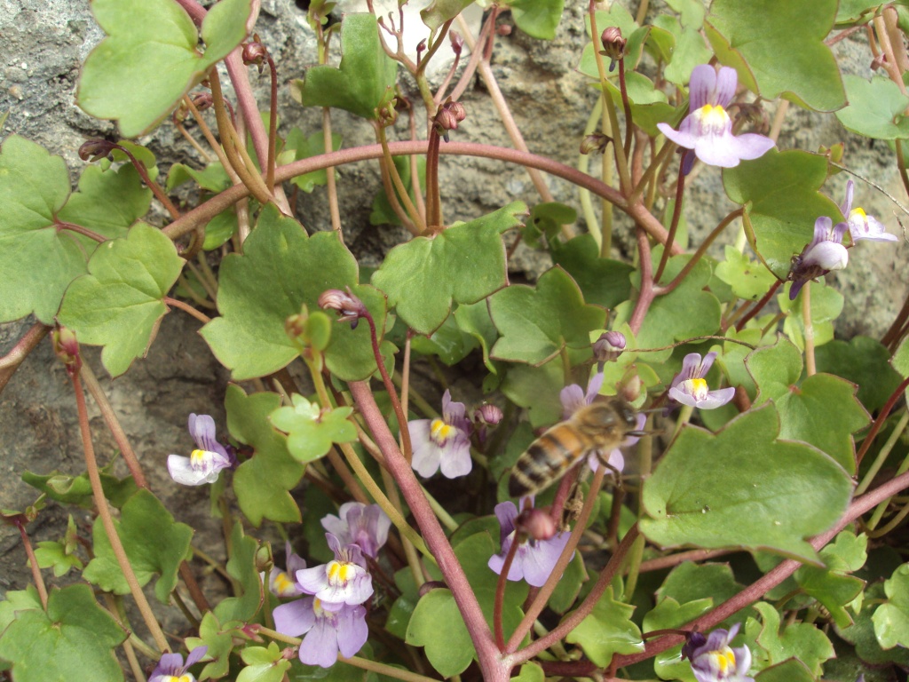 Annexe DSC01045 compressé.jpg