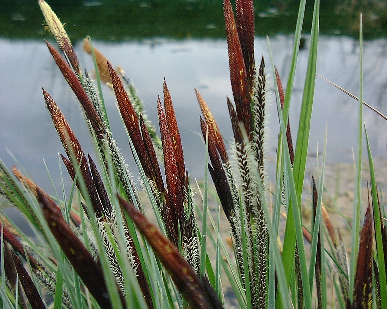 Annexe CarexAcutaDetail.JPG