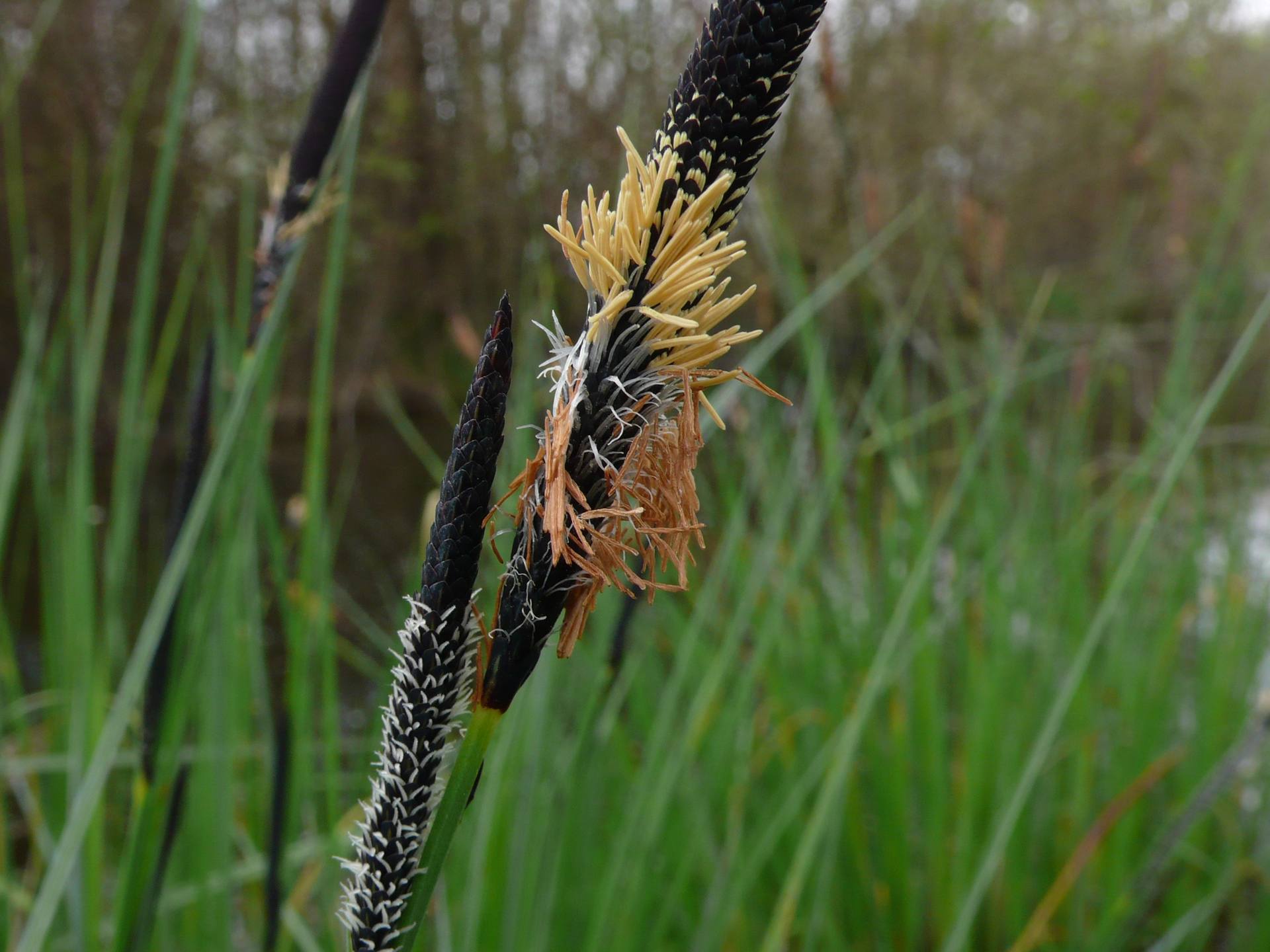 Annexe CarexAcutaEtamines.JPG