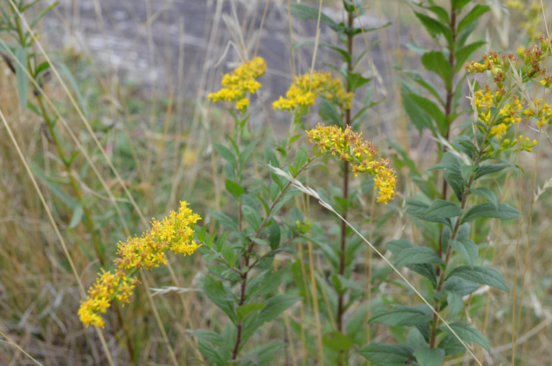 Annexe infloresence.jpg