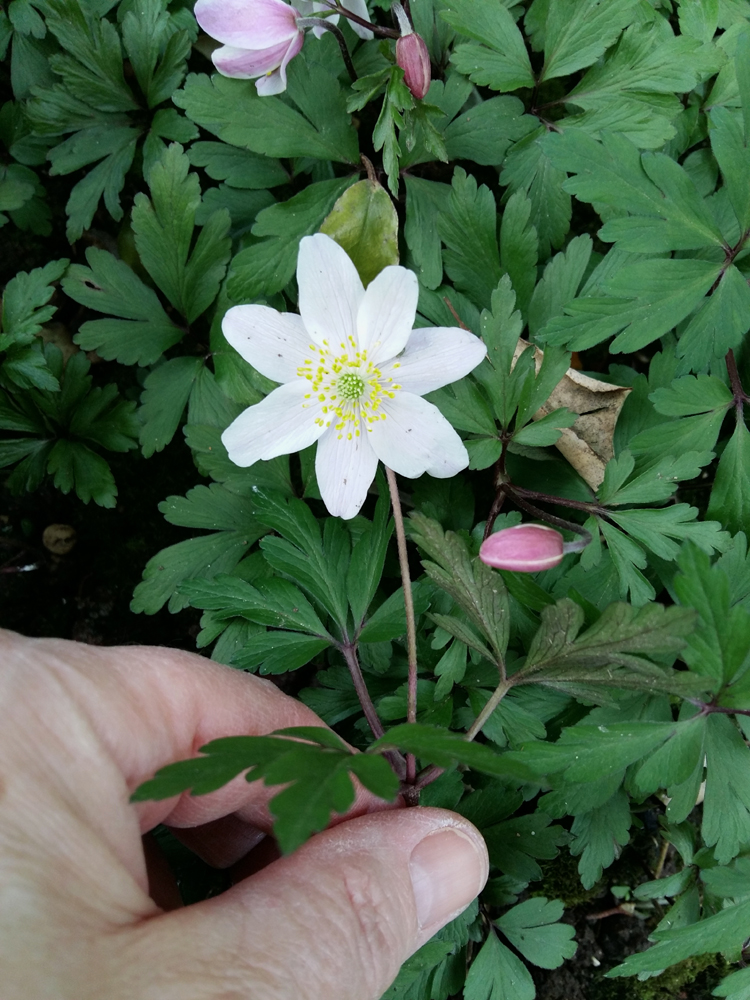 Annexe 20180329_154721_.jpg