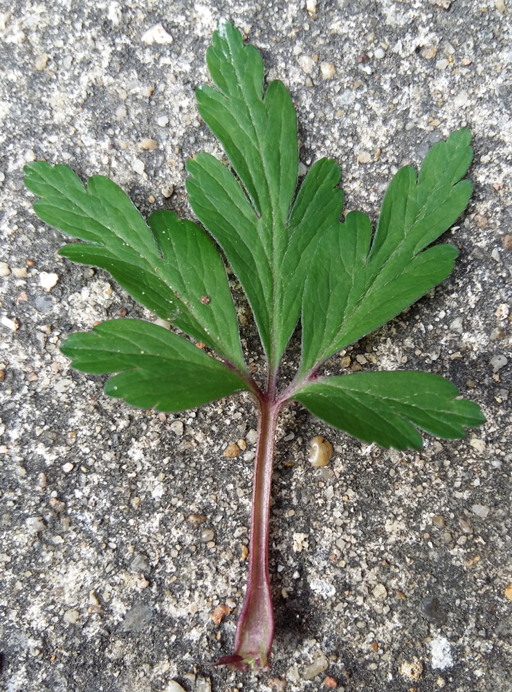 Annexe 20180329_154945_.jpg