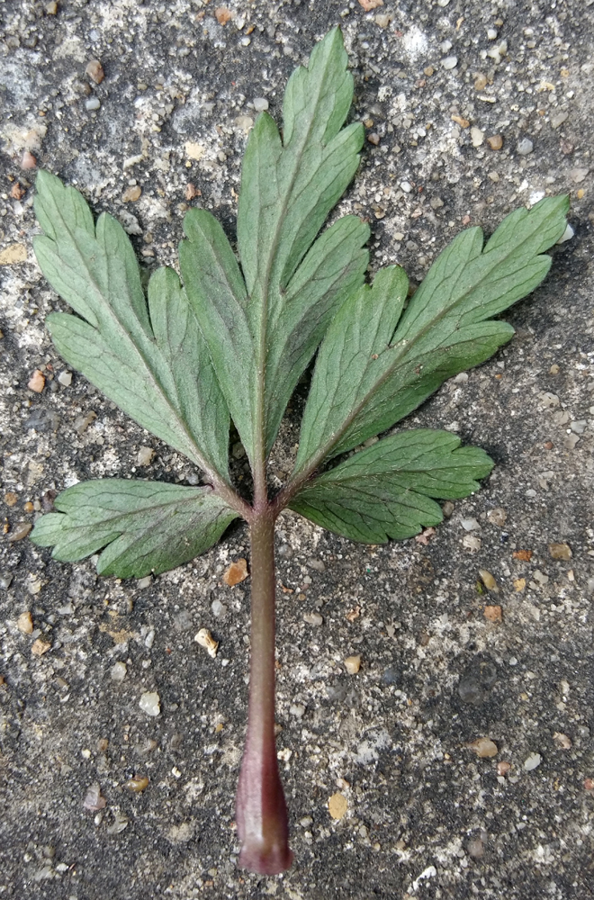 Annexe 20180329_155001_.jpg