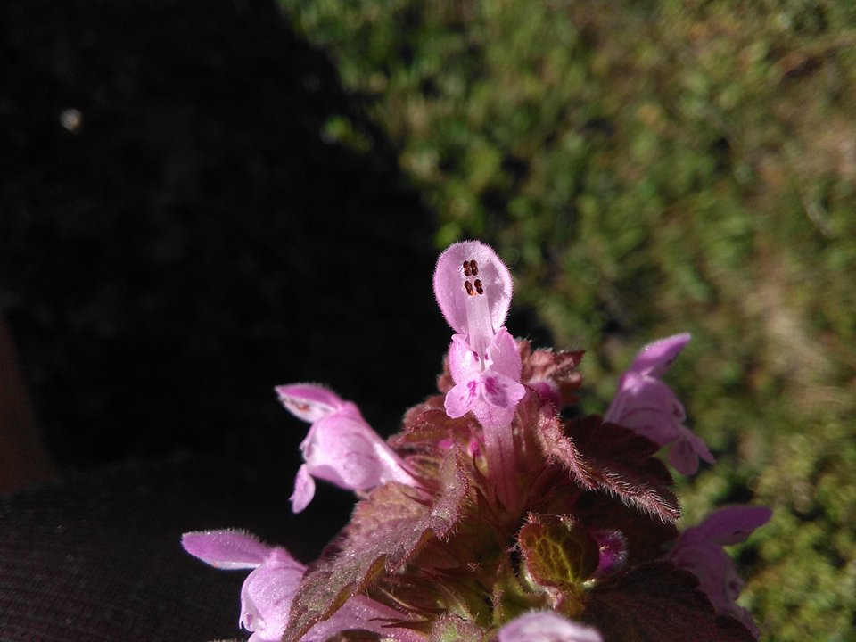 Annexe 29666315_10213858594693309_1564807693_n.jpg