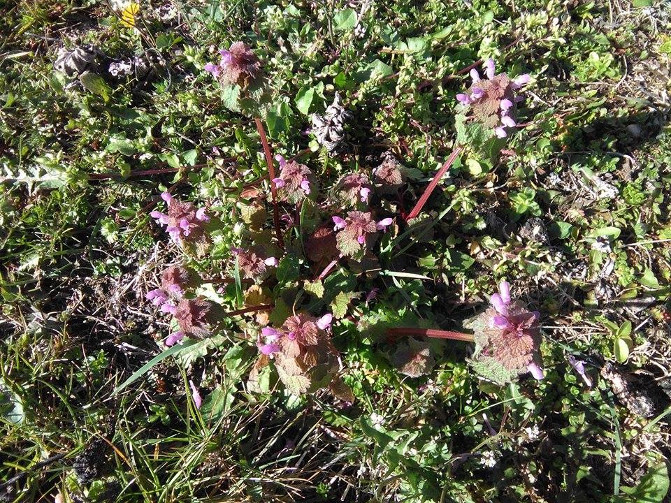 Annexe 29852911_10213858596013342_1084725549_n.jpg