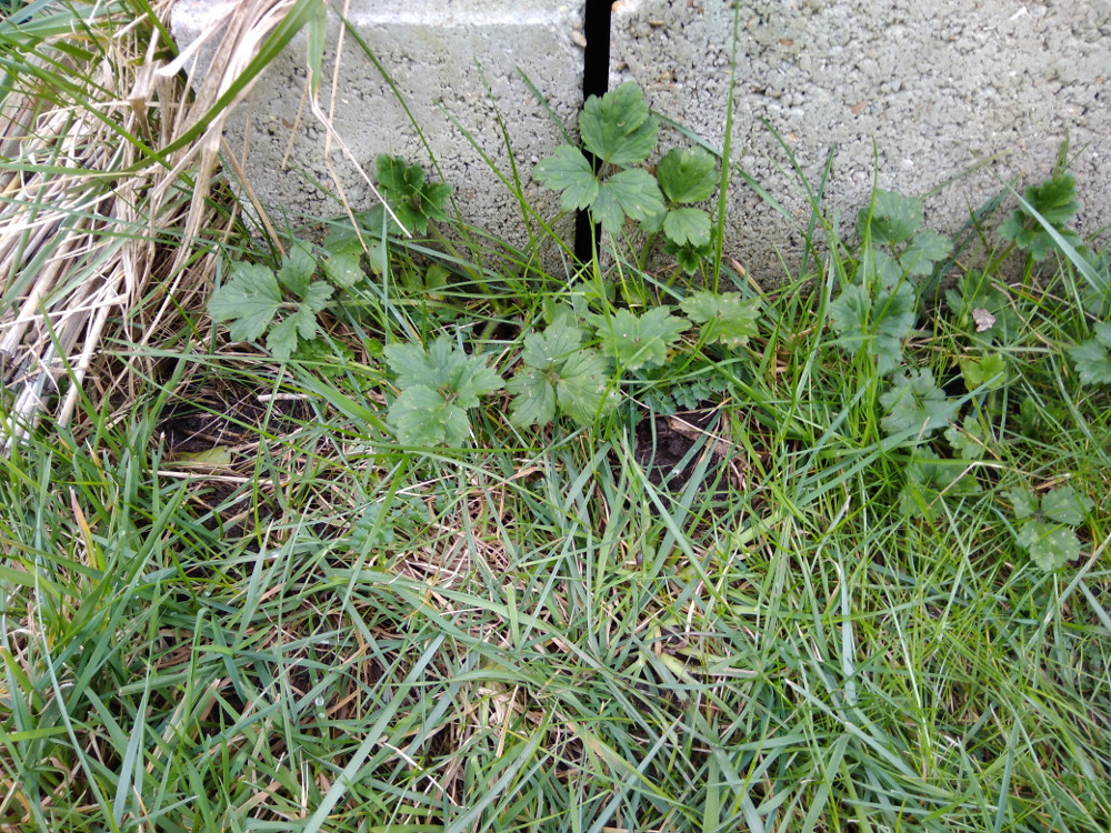 Annexe IMG_20180330_184056.jpg