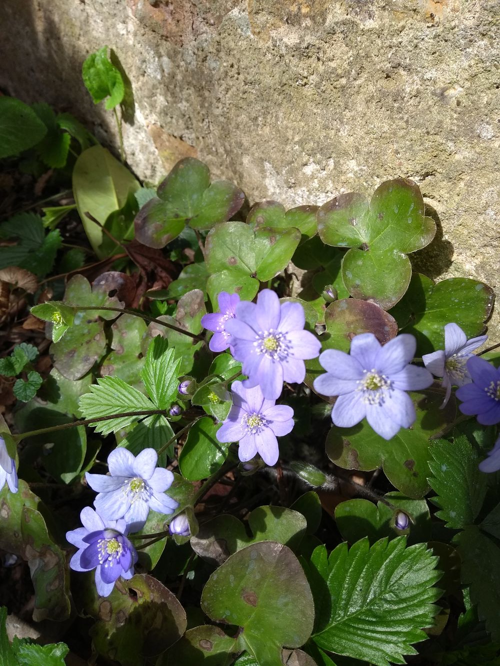 Annexe Anémone hépatique1  29 03 18