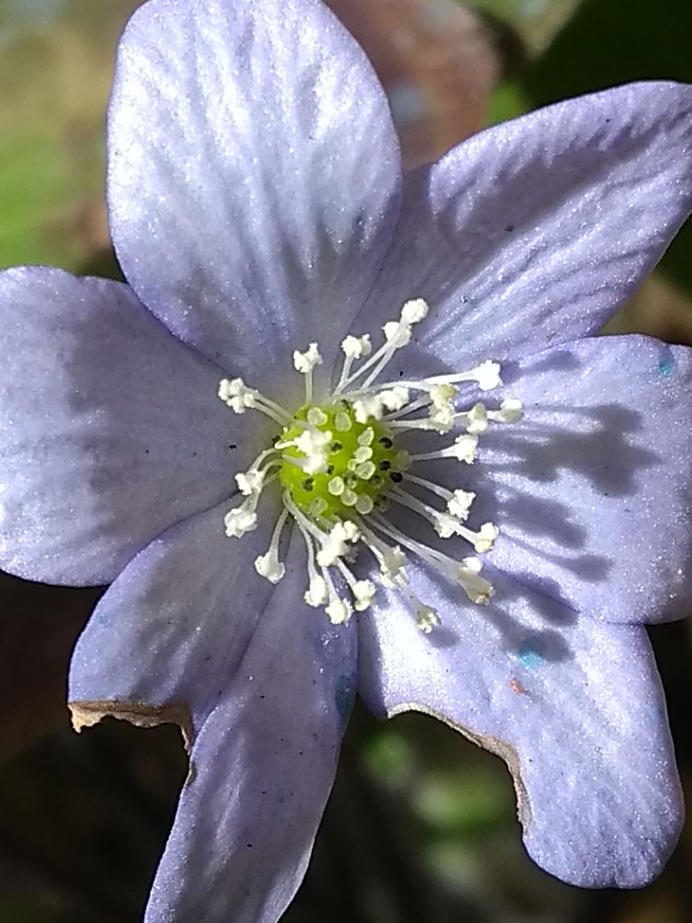 Annexe Anémone hépatique2 29 03 18