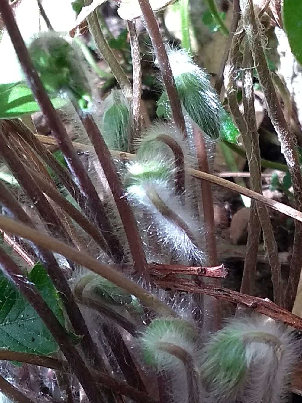 Annexe Anémone hépatique3  29 03 18