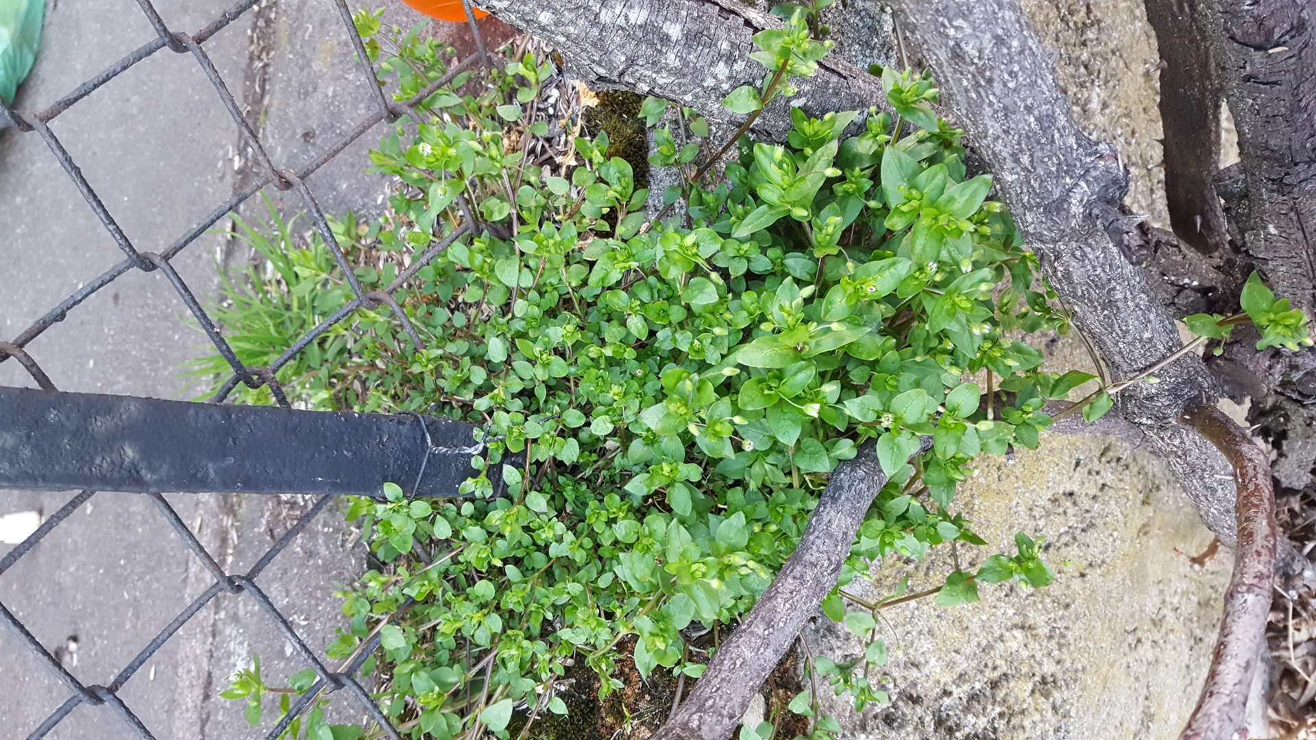 Annexe Mouron global.jpg