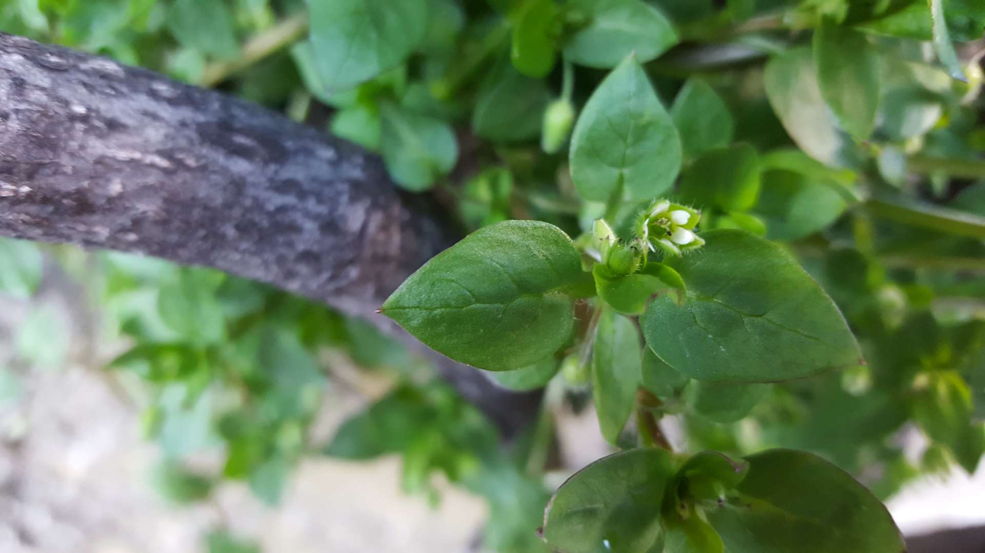 Annexe mouron feuille.jpg