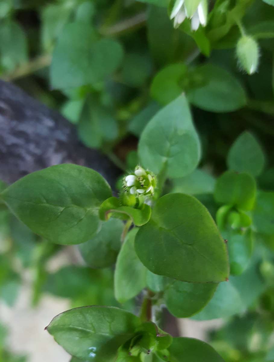 Annexe mouron fleur.jpg