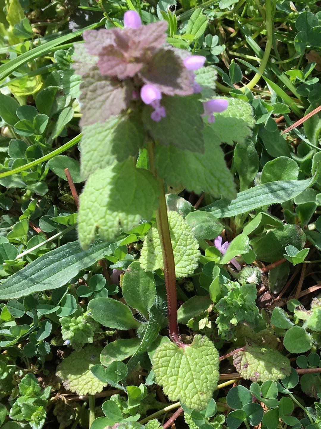 Annexe IMG_0491 (2).JPG