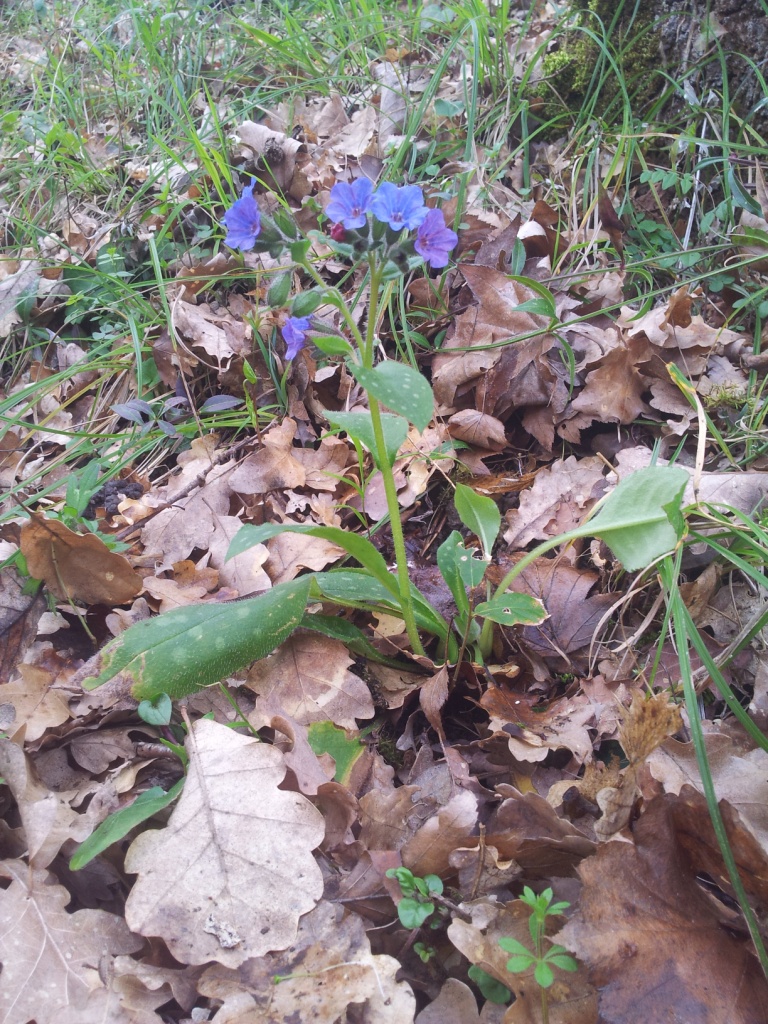 Annexe 20180330_174404.jpg