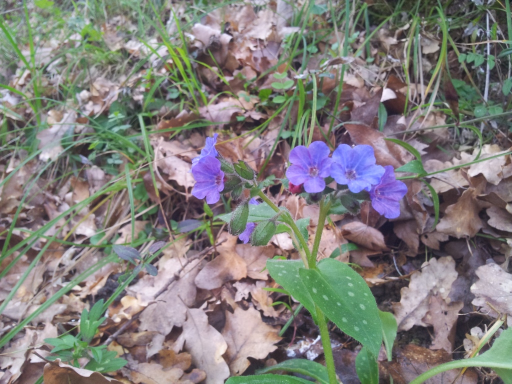 Annexe 20180330_174408.jpg