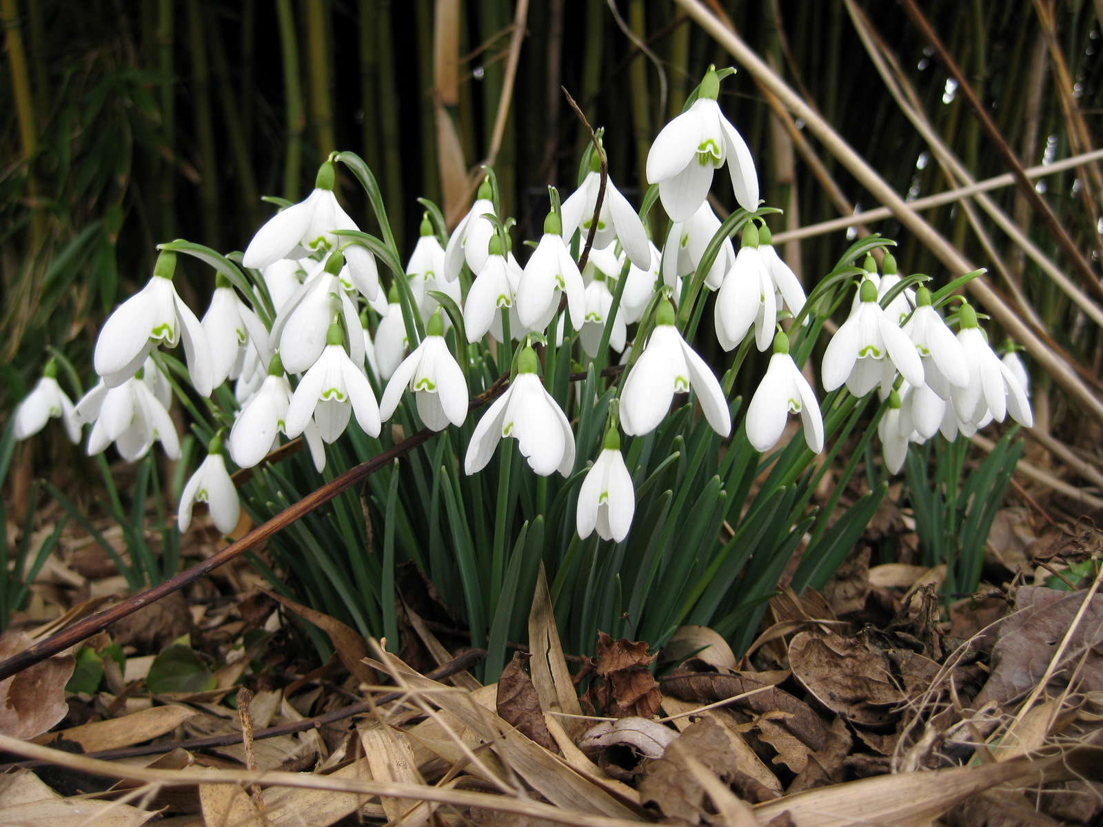 Annexe GALANTHUS NIVALIS.jpg
