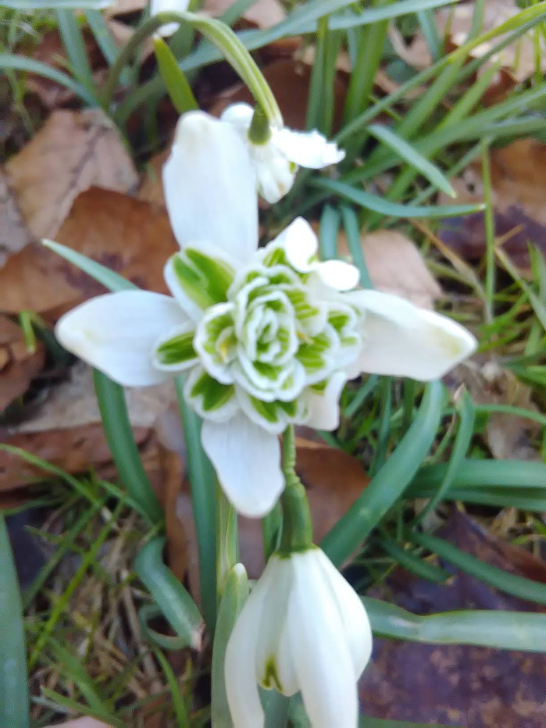 Annexe Galanthus nivalis 2-min.jpg
