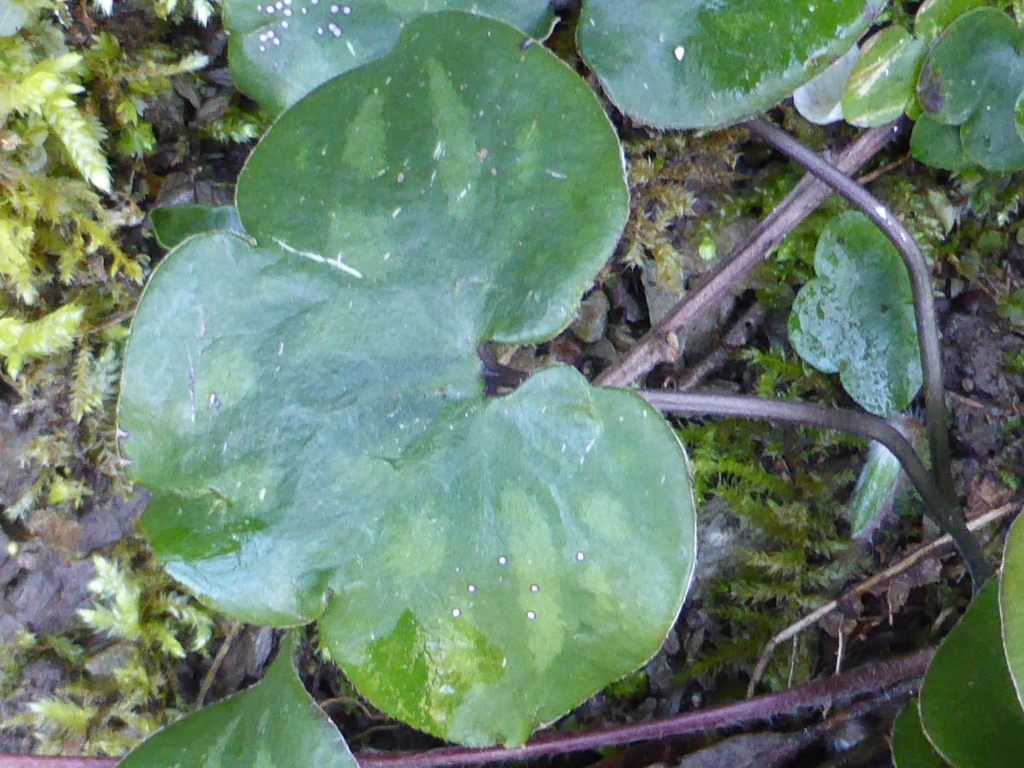 Annexe Hépatique 7 compr.JPG