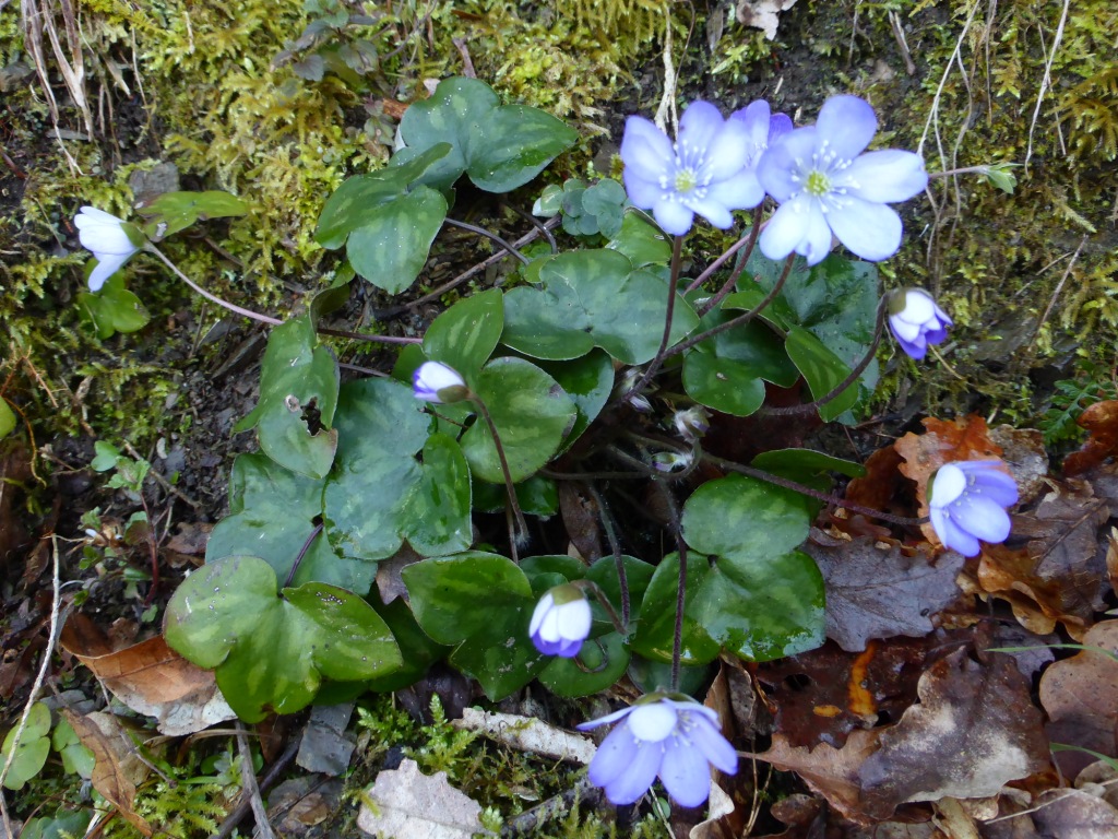 Annexe Hepatique 2 compr.JPG