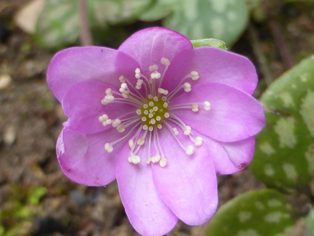 Annexe hépatique 5a compr.JPG